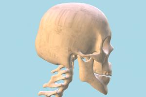 Human Skeleton Human Skeleton-5